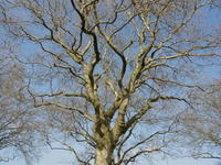 beech tree