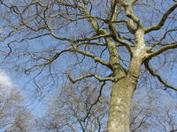 beech tree