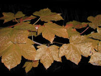 brown leaves