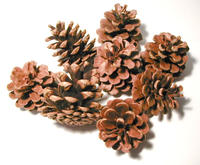 pine cones