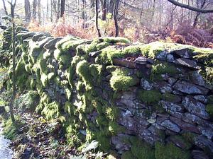 mossy wall