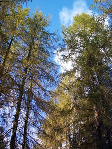 tall trees