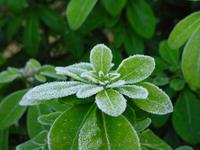 frosty morning