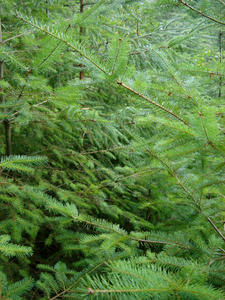 fir tree