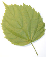 green leaf