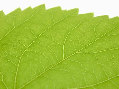 translucent leaf