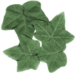 ivy leaves