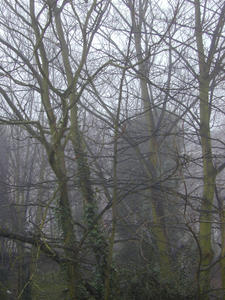 misty trees