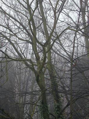 misty trees