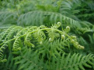 ferns