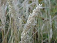 grass seeds