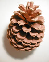 pine cone