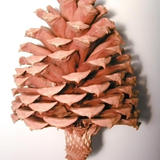 pine cone