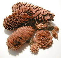 pine cones