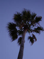 palm