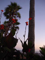 beach flowers