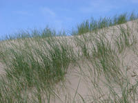 dune grass