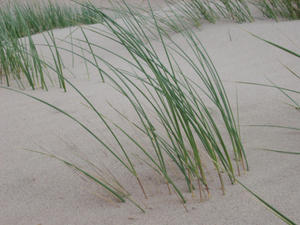 dune grass