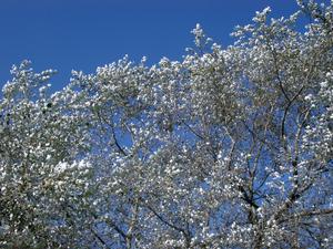 silver birch