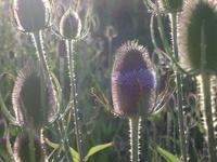 teasels