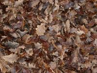 brown leaves