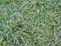 frozen grass