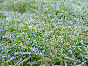 frozen grass