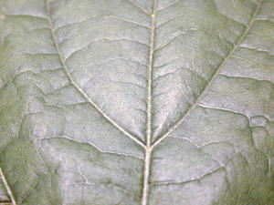 green leaf