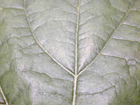 green leaf