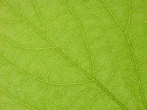 green leaf