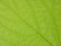 green leaf