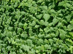 nettles