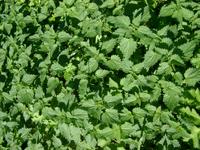 nettles