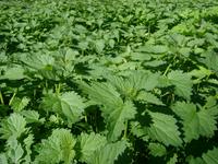 nettles