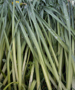 daffodil leaves