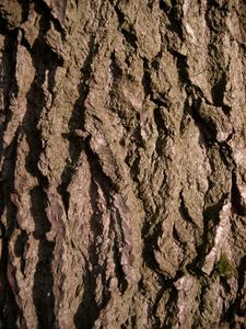 tree bark