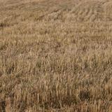 wheat stubble