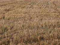 wheat stubble