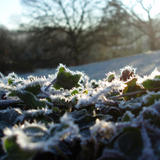 frosty ivy