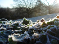 frosty ivy