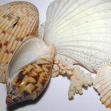 seashell arrangement