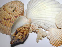 seashell arrangement