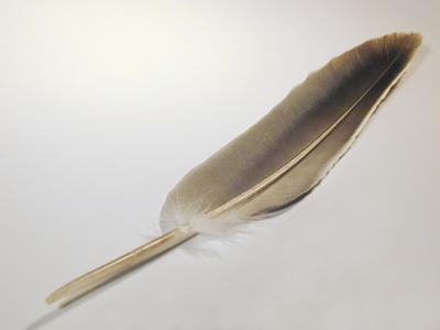 birds feather
