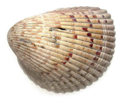 clam shell