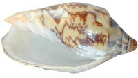 spiral shell