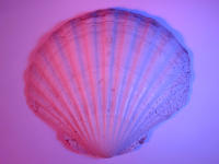 purple clam shell