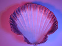 purple clam shell