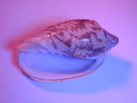 purple shell