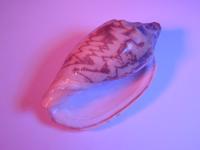 purple shell