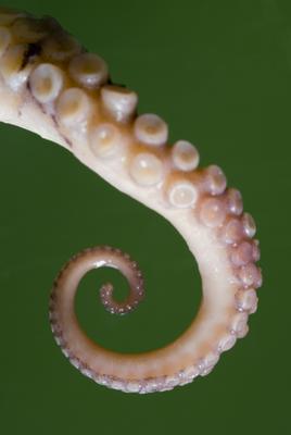 spiral leg
